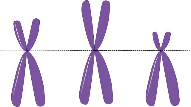Изображение: Илюстрация на хромозоми от OpenClipart-Vectors, Pixabay 