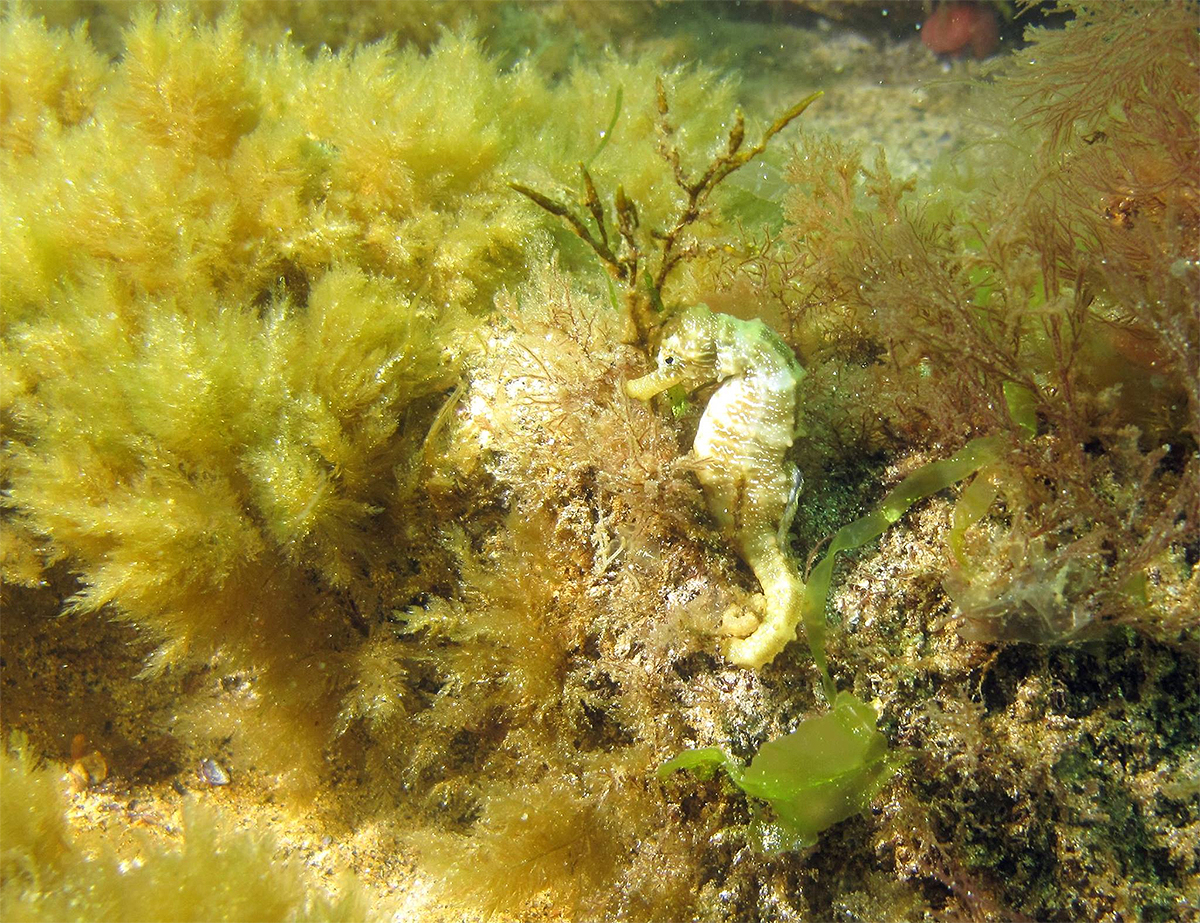Морско конче в Черно море, снимано от био-еколога д-р Димитър Беров