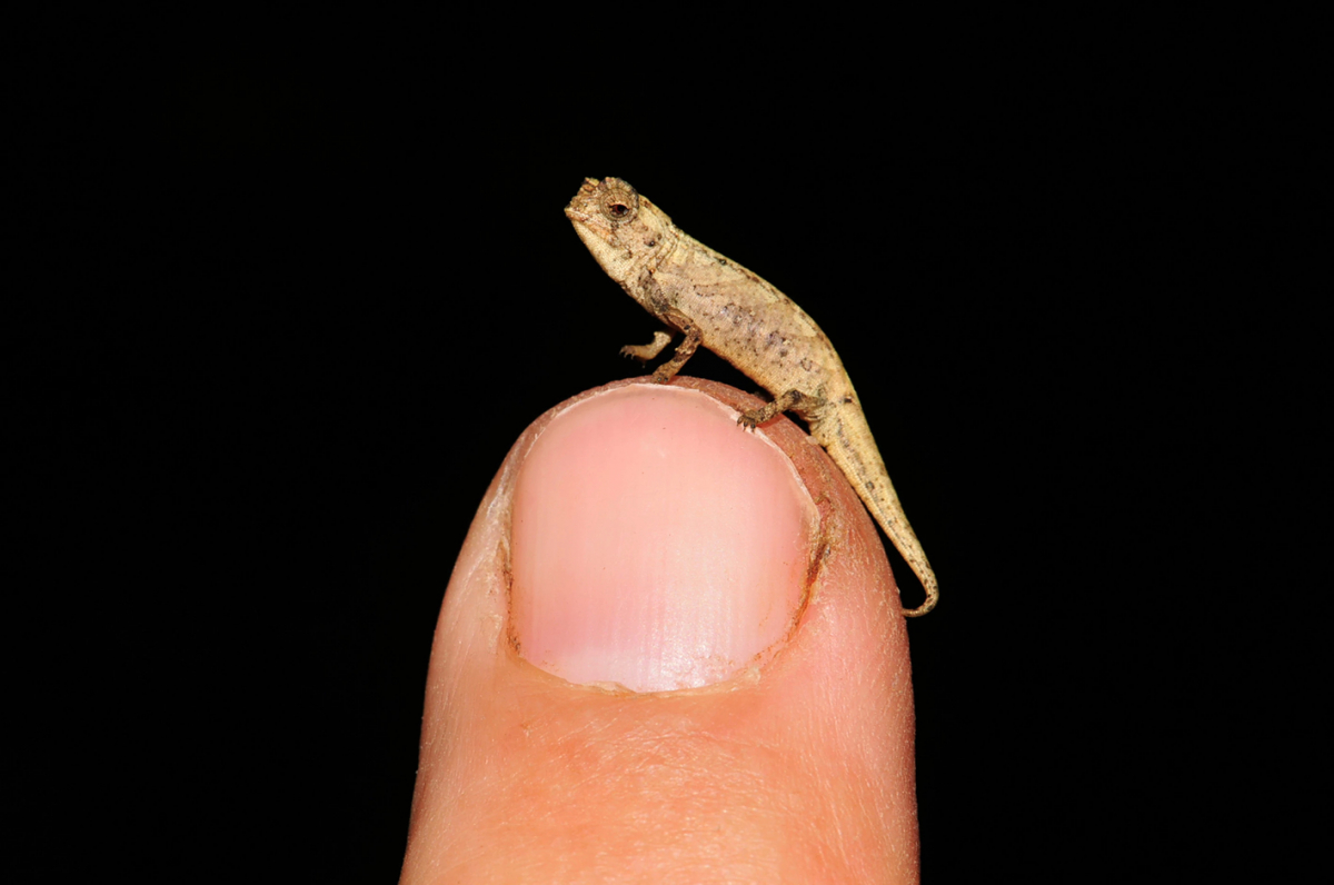 Снимка: https://newatlas.com/science/nano-chameleon-worlds-smallest-reptile/