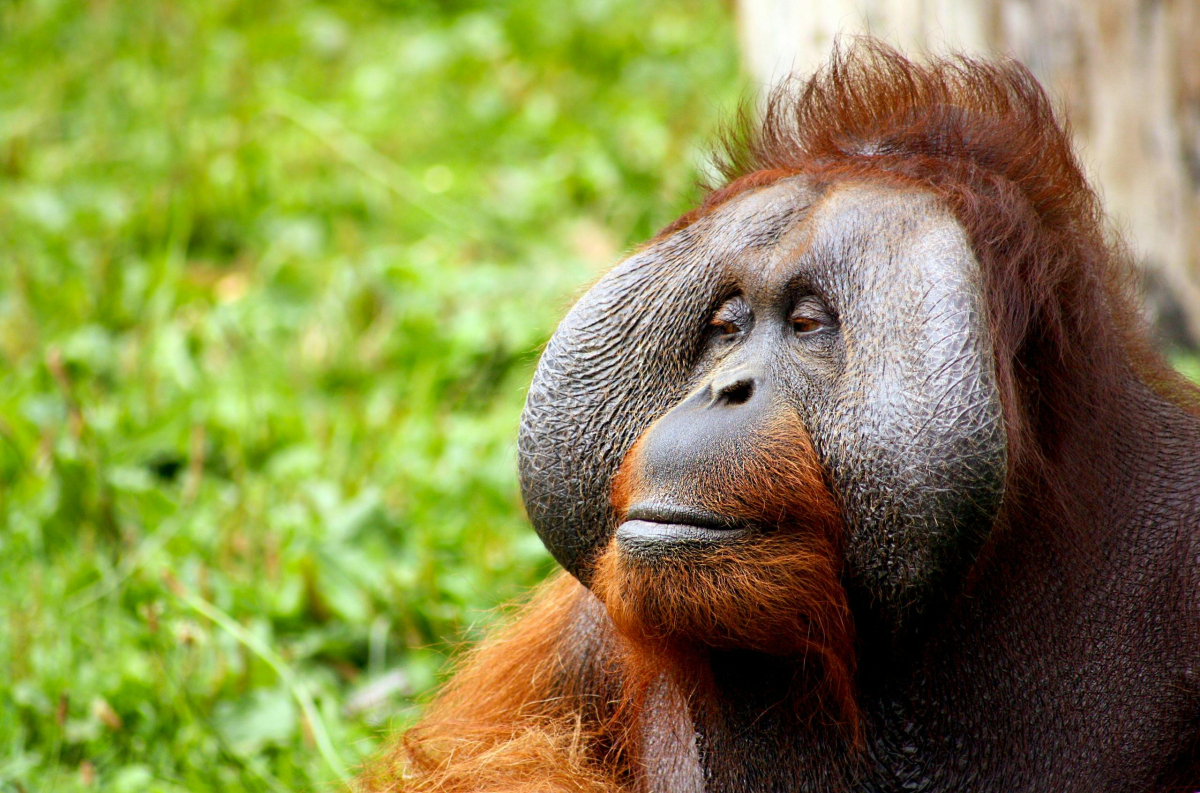 Орангутан използва лечебно растение, за да се изцери