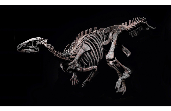 Скелетът на динозавъра Зефир. Снимка: © www.giquelloetassocies.fr