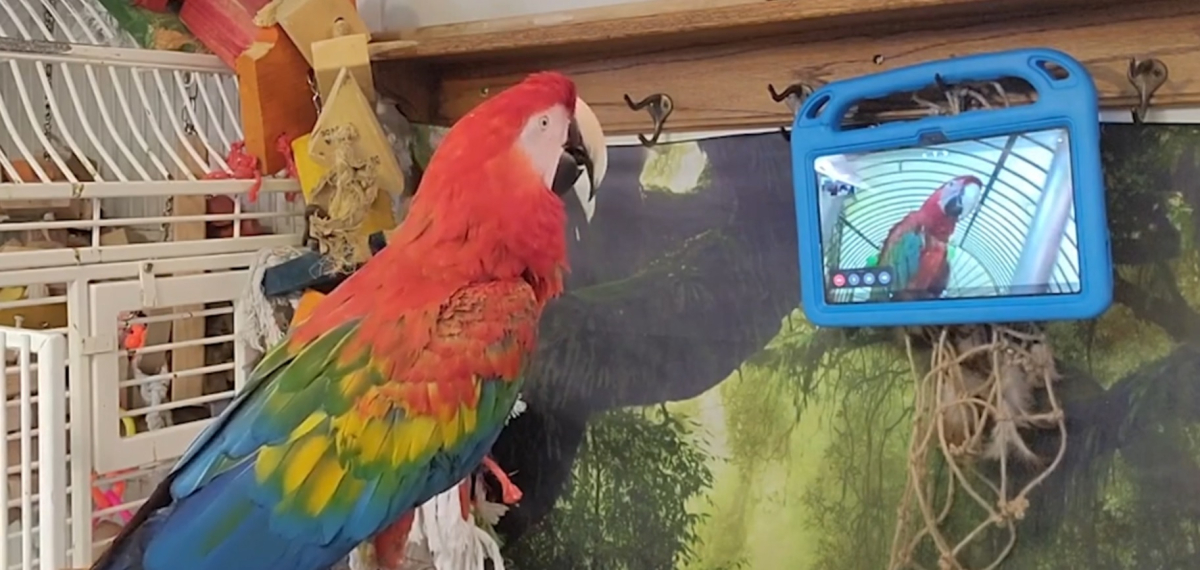 Папагали се научиха да водят видеоразговори с приятелите си