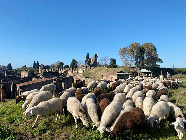 Как овцете станаха помощник-археолози