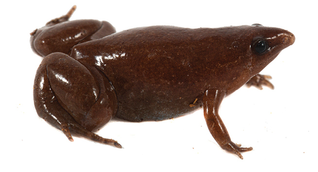 Шоколадовата жаба, или какви животни откриха учените през 2022 г. (досега)?
