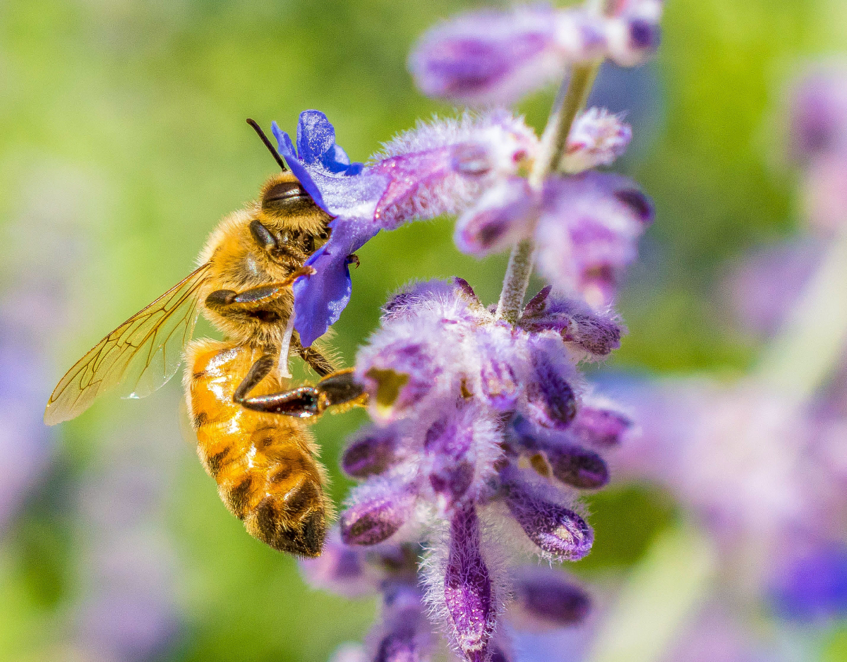 Пчелите изчезват и това не е добра новина