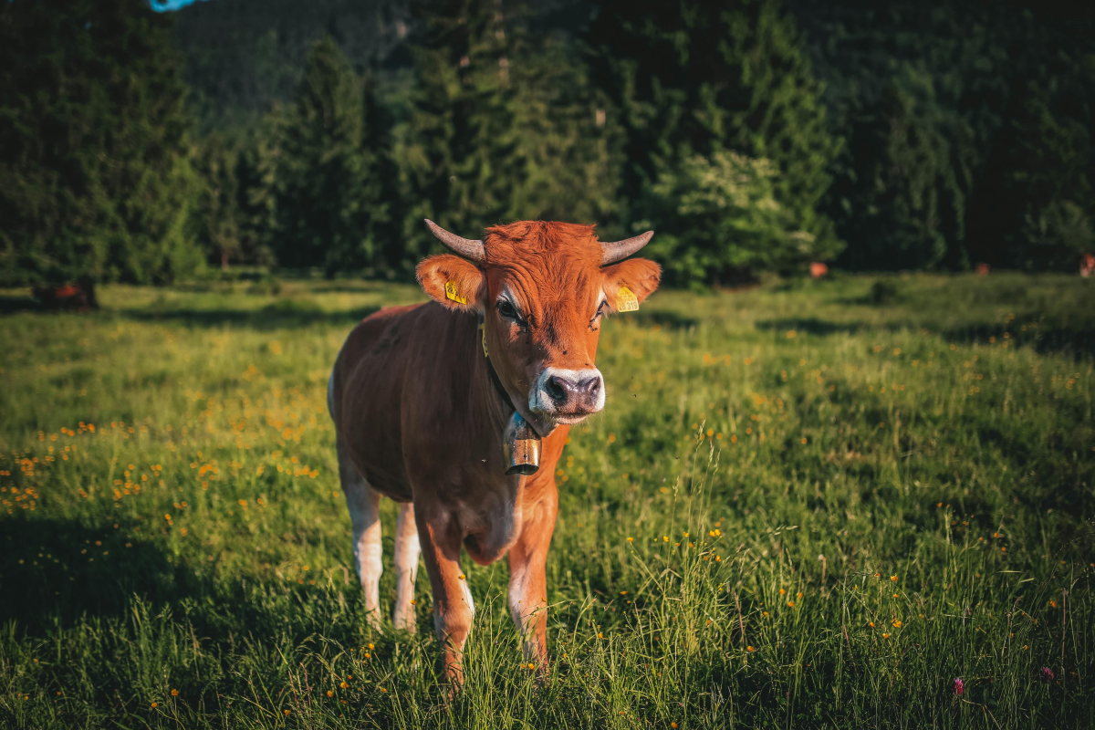 Детски детектив: наистина ли кравите „говорят“ с акцент?