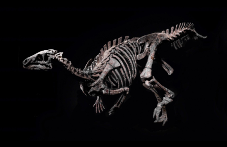 Искате ли да си имате скелет на динозавър вкъщи?