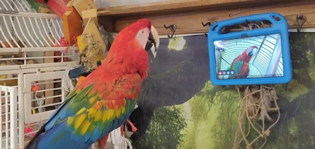 Папагали се научиха да водят видеоразговори с приятелите си