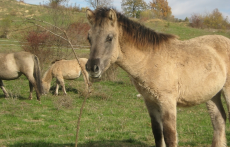 Диви коне в България