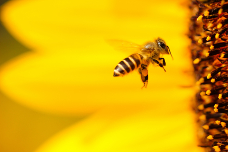Могат ли пчелите да кихат?