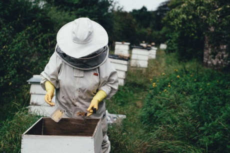 Защо пчелите са важни за света?