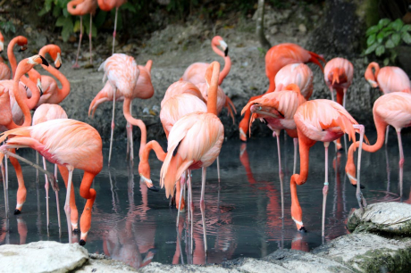 Розовото фламинго: „С нашите сме в Поморие!“